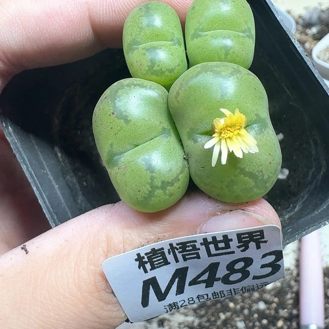 多肉植物的润泽的润泽e