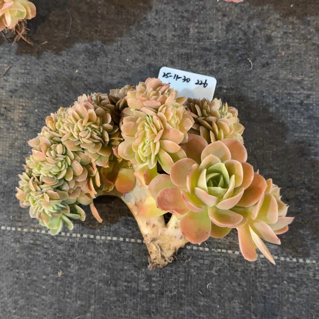 一物一拍11-30星腊塔缀化226