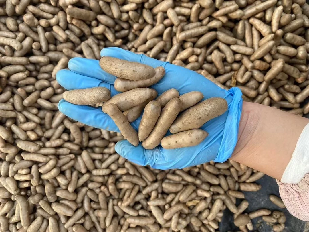 新鲜山药豆大豆5斤装软糯香甜新鲜营养多