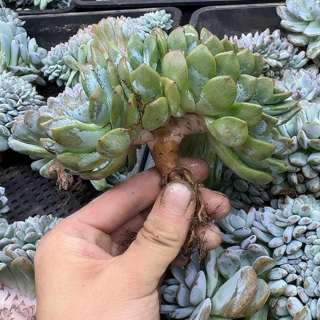 星影树缀无砍多肉