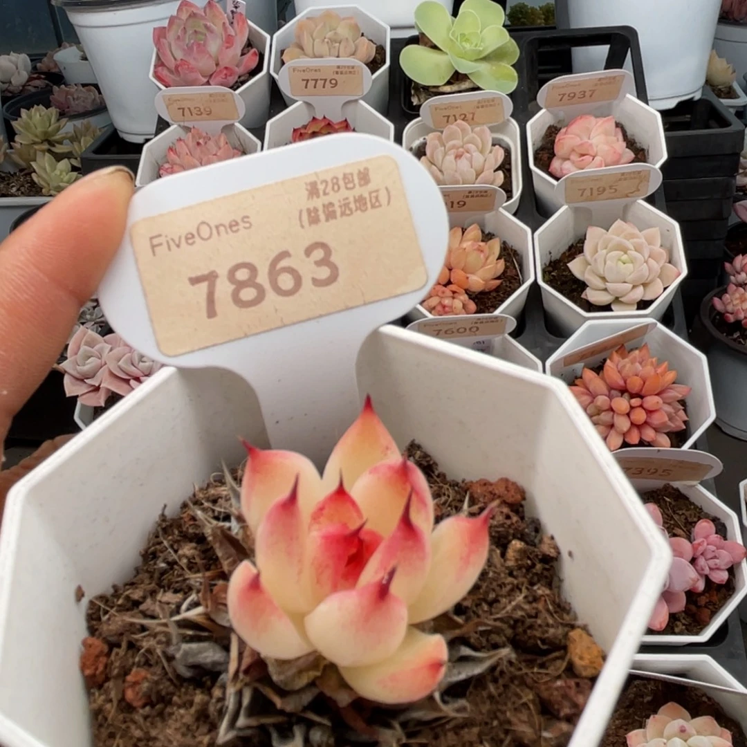 托斯卡内利7863-3.0厘米