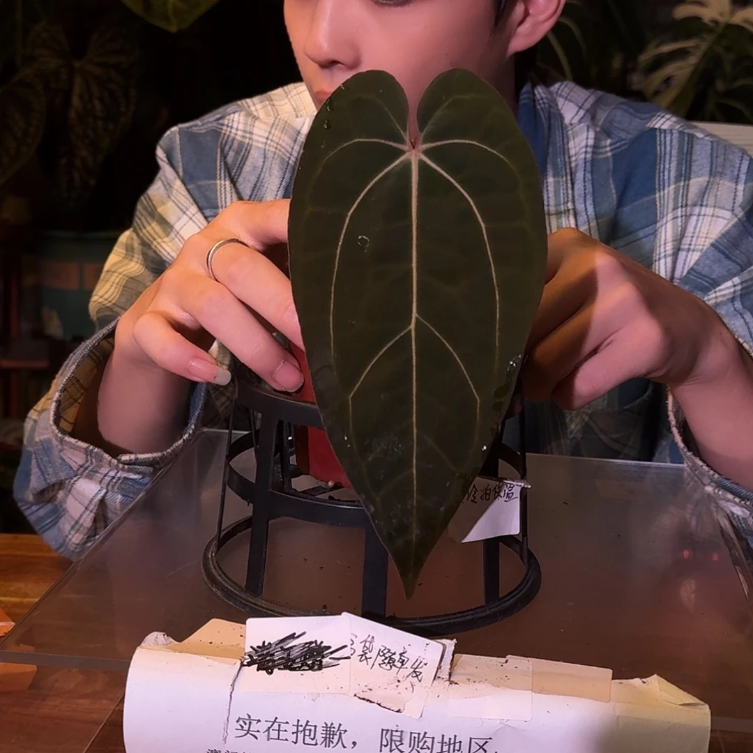 不开花植物D192黑桃杂卡拉