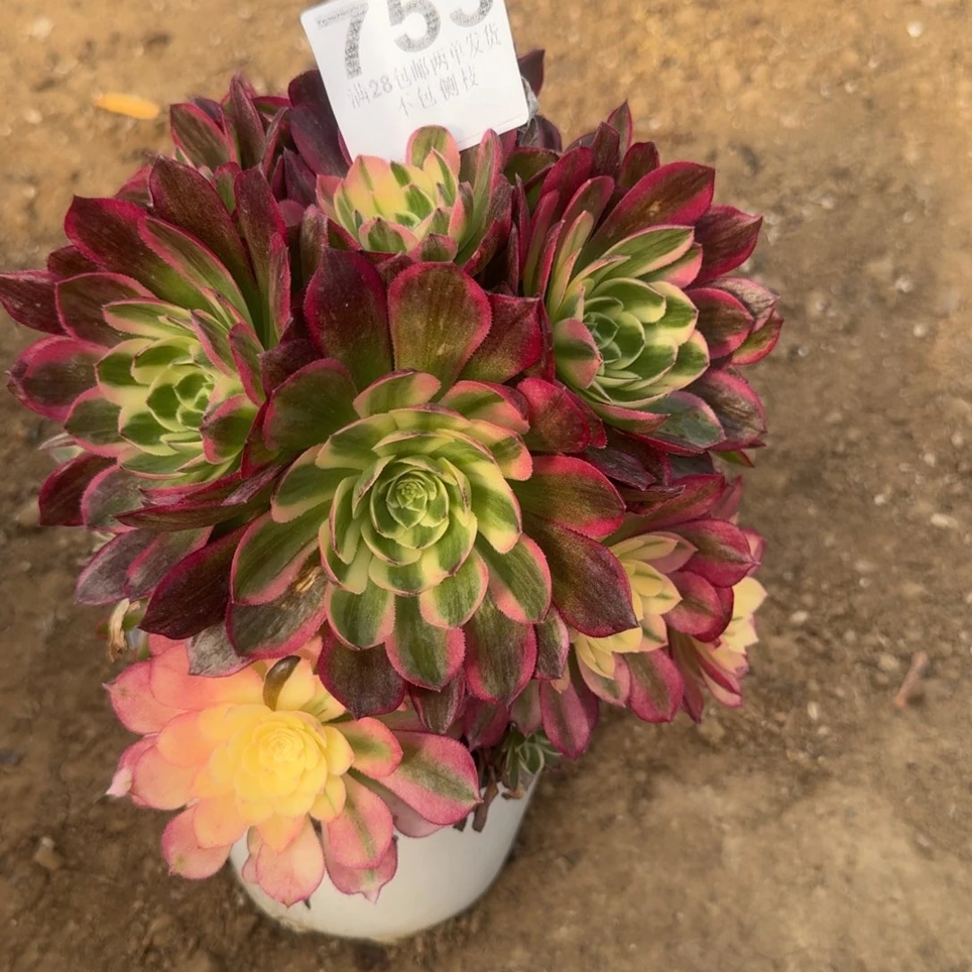 এ***753号海王母本福利不包损