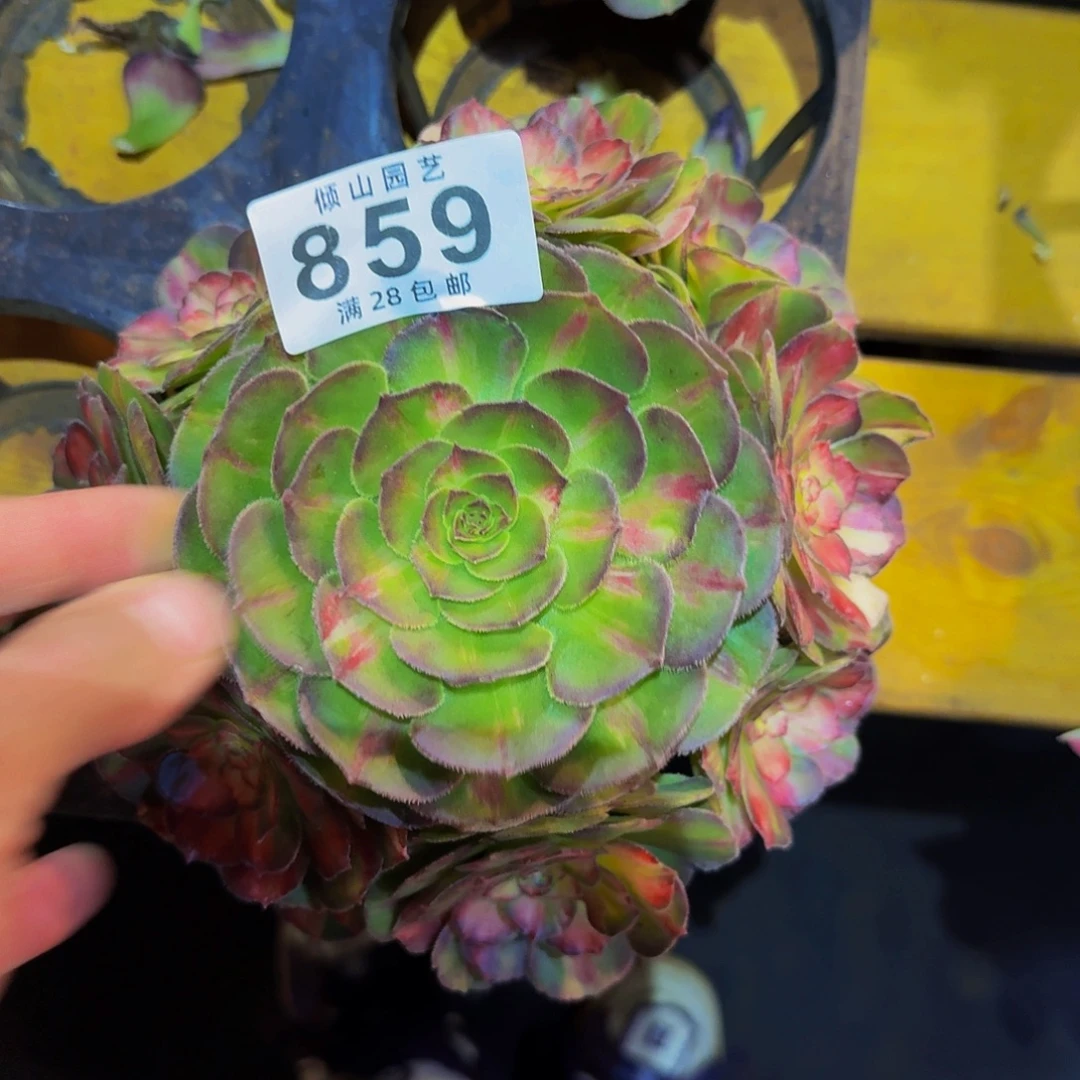 859号多肉植物海王七彩无根
