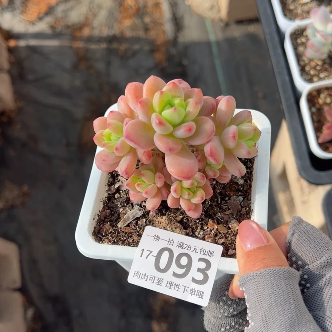 香格里拉多肉多肉多肉多