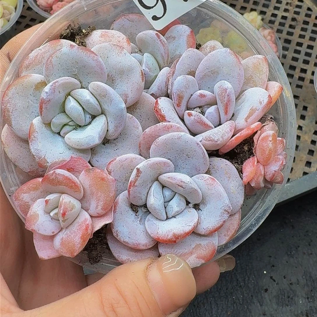 多肉植物多肉植物973