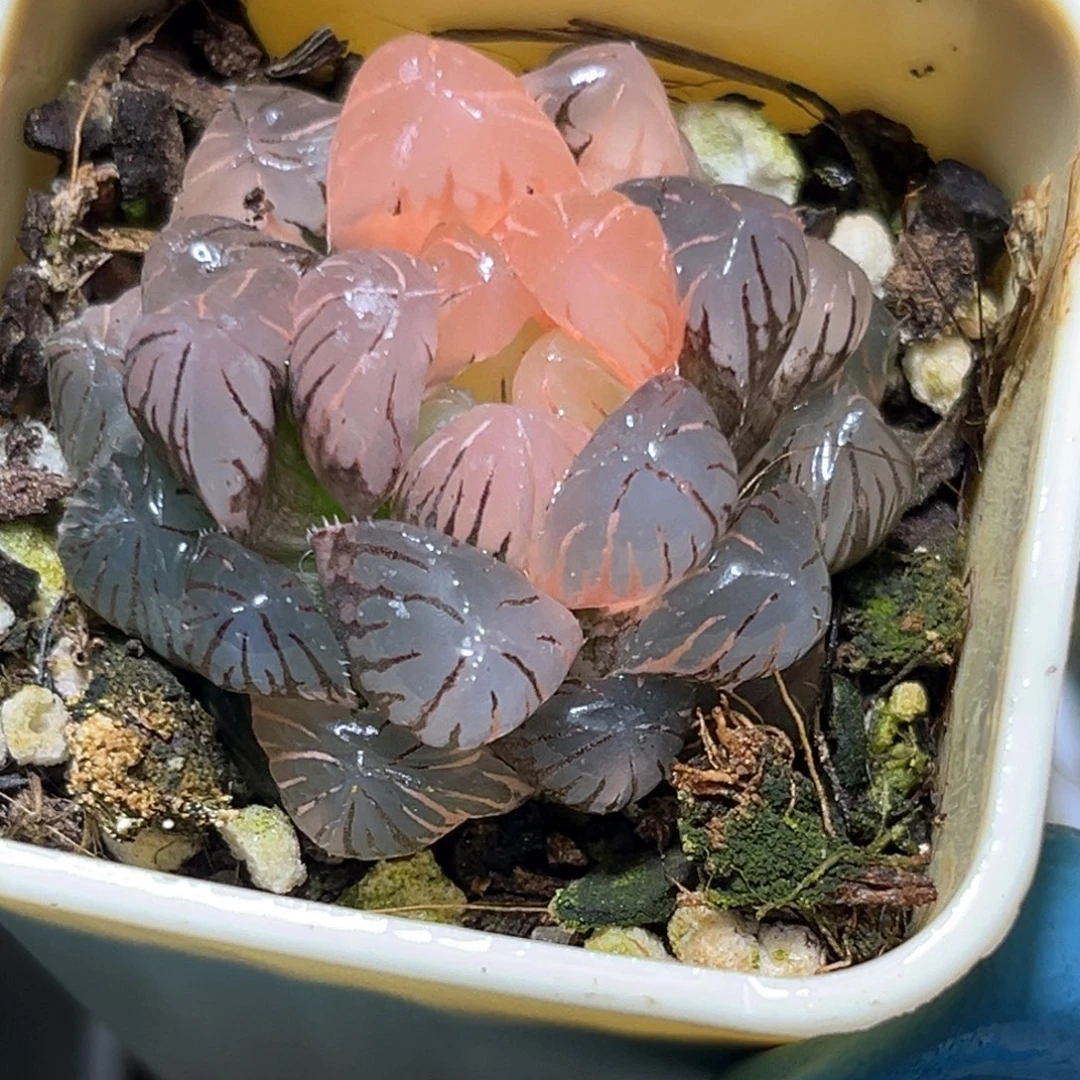 恭喜发财大吉大利502