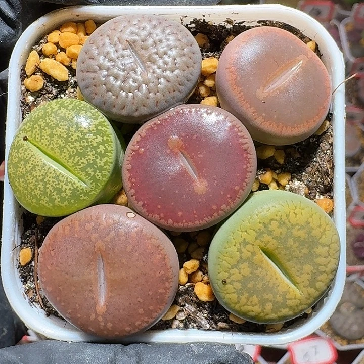 S***o生石花2222222。   362