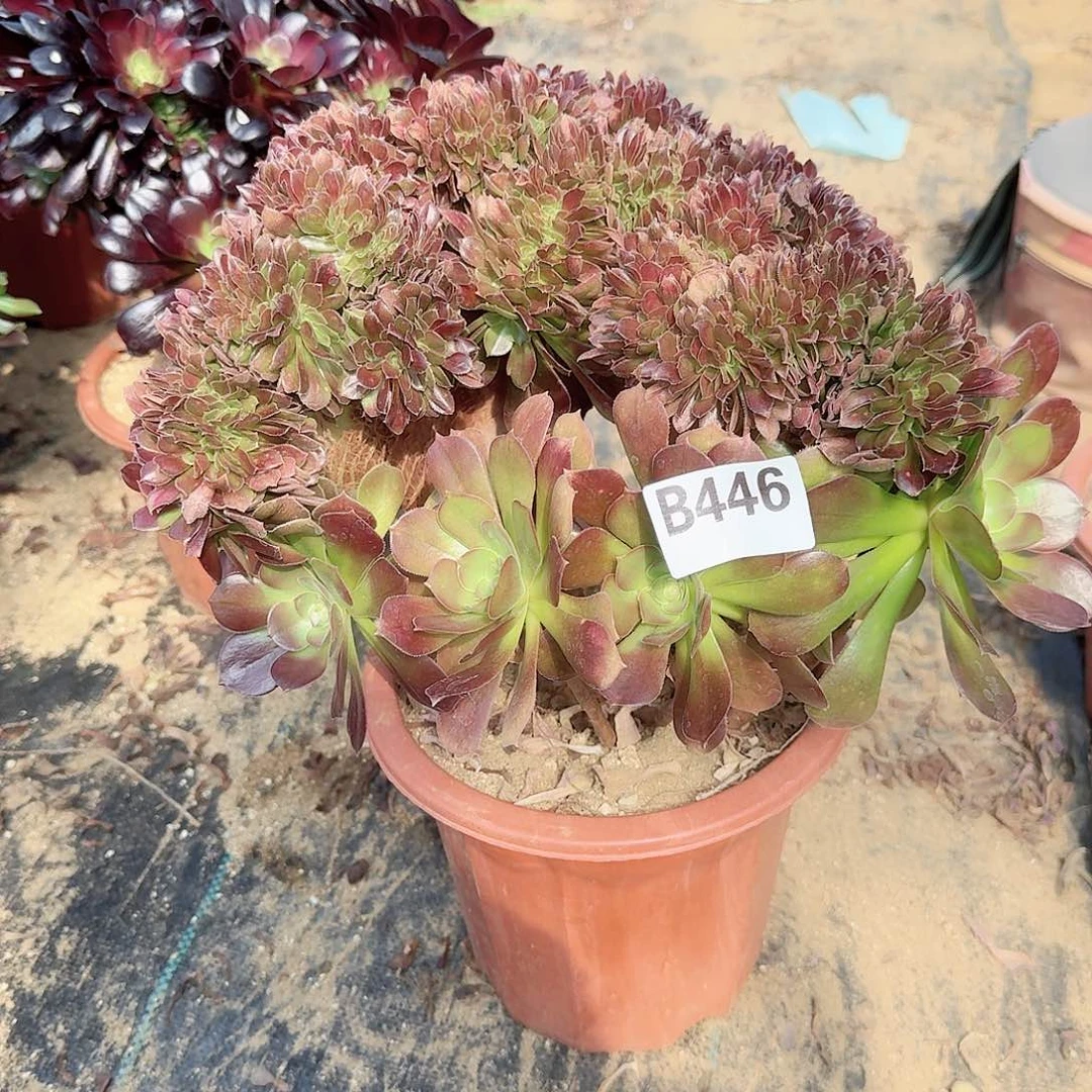 446玫瑰一颗呀呀