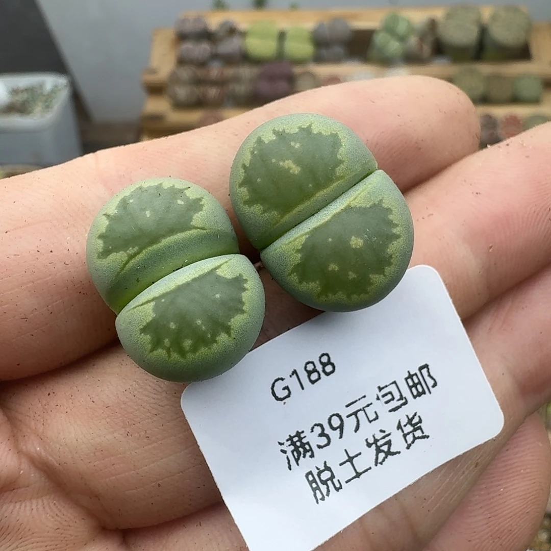 188多肉哈哈哈哈哈哈哈