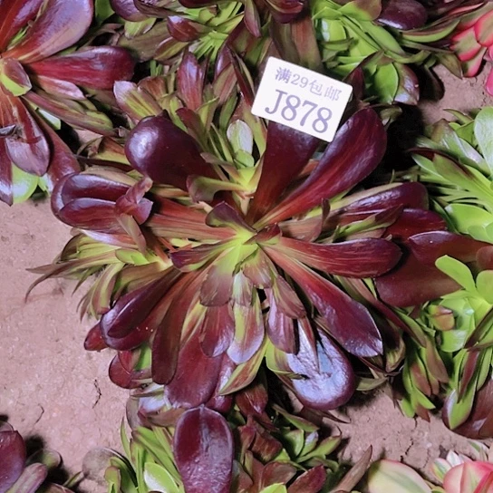 878欧若拉多肉植物