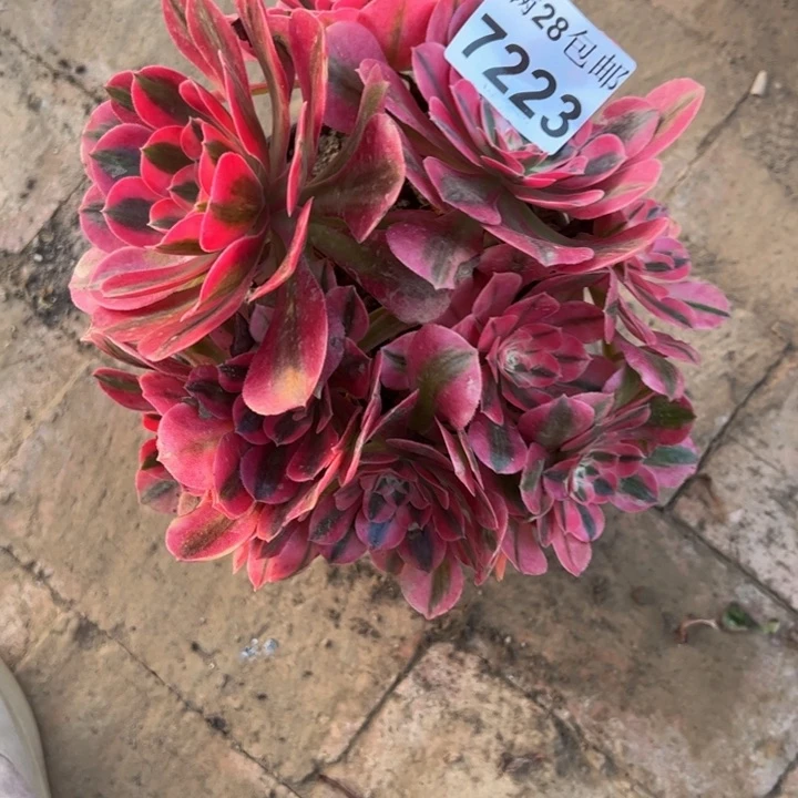 7223女巫多肉植物