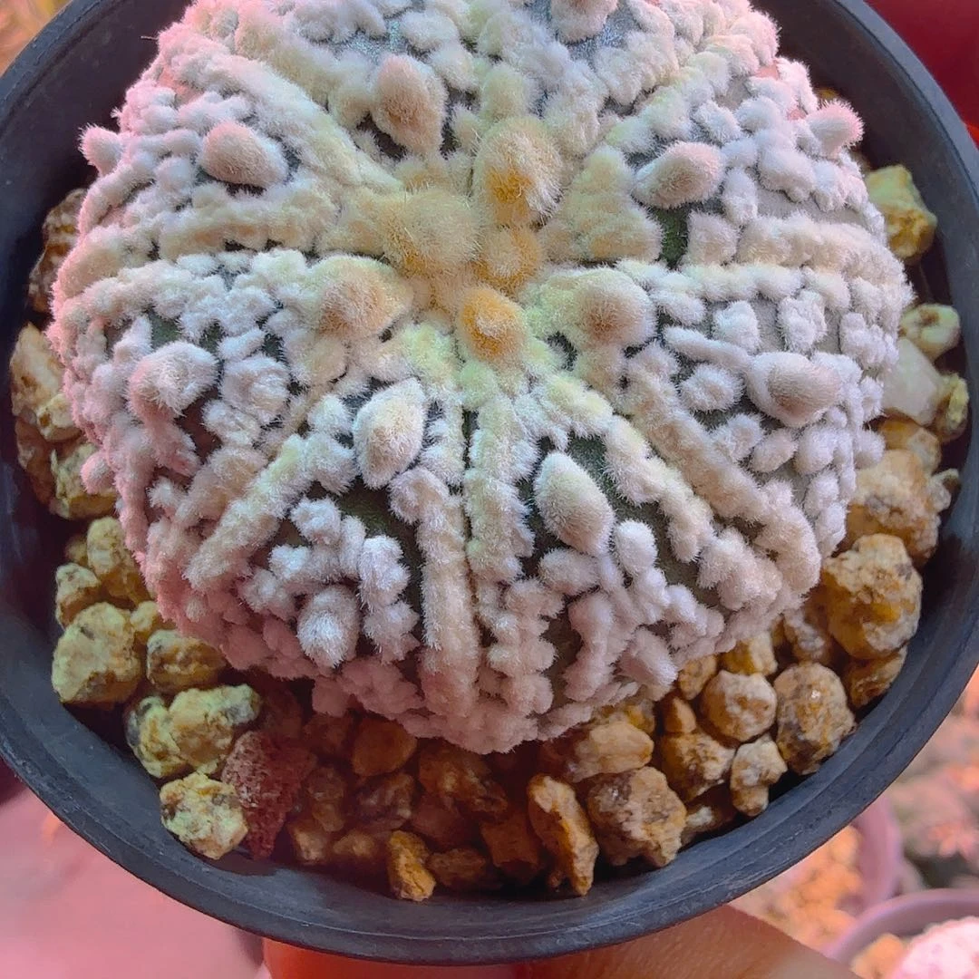 高绒柱子多肉植物