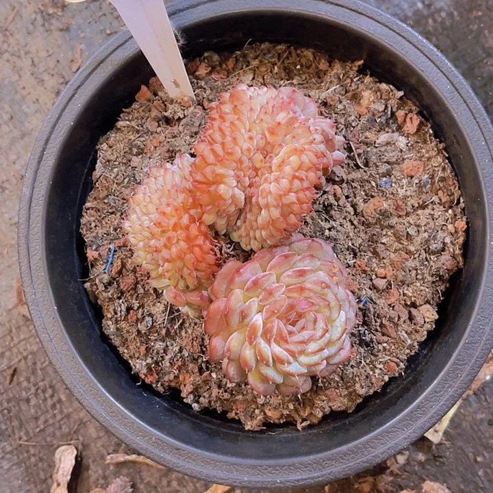 ꦋ****0000000000000120