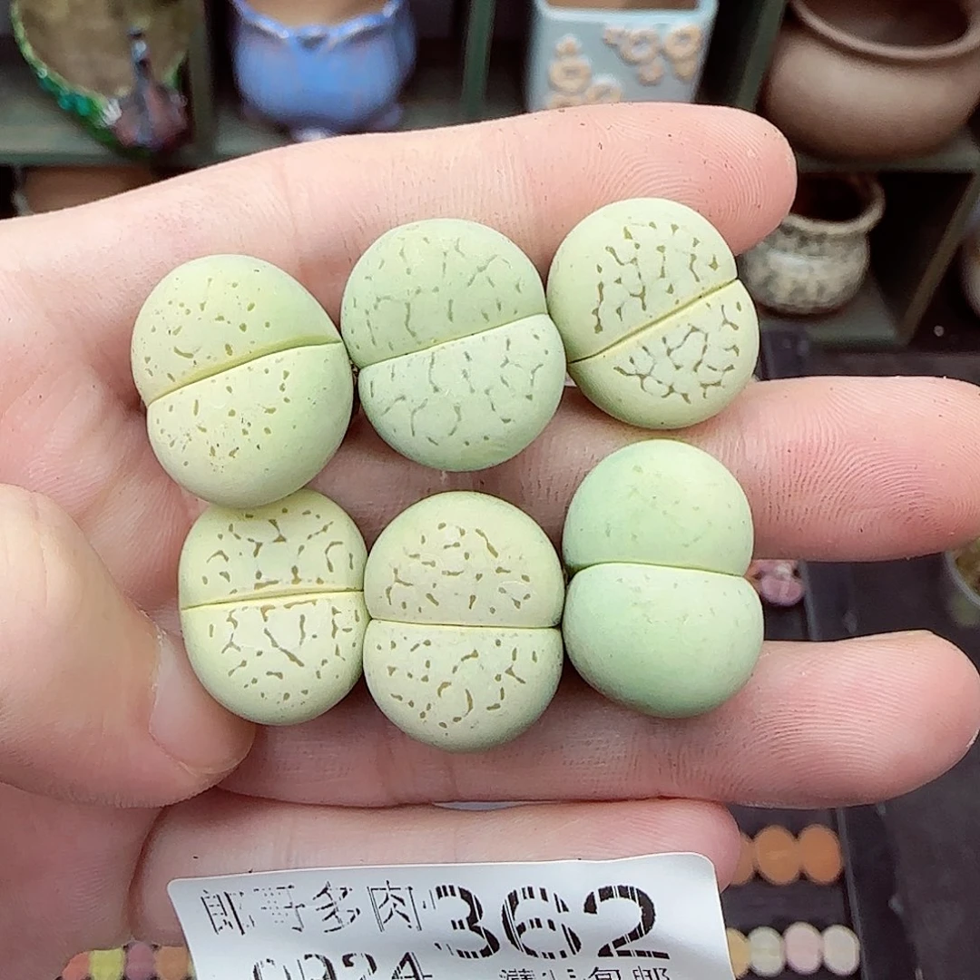 满满18包邮0924-362