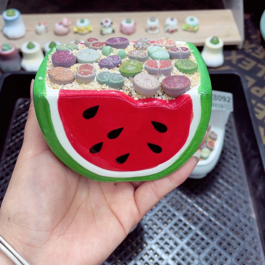 w8094 带盆土发货一物一拍