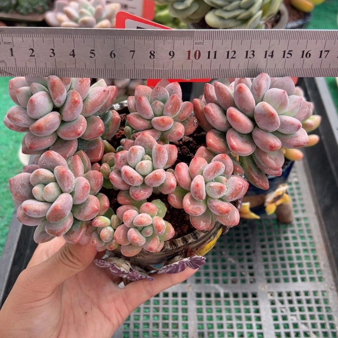 表妹精品多肉植物514.