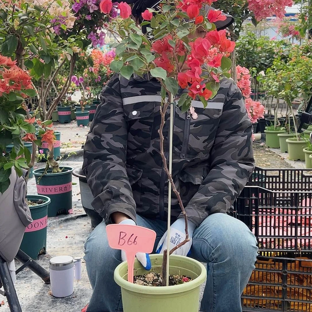 无***）大部分花苞少量开放B66暗夕