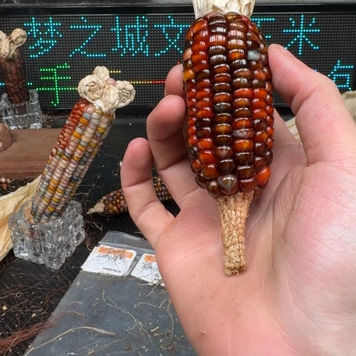 柏香籽/百香籽吊坠米*