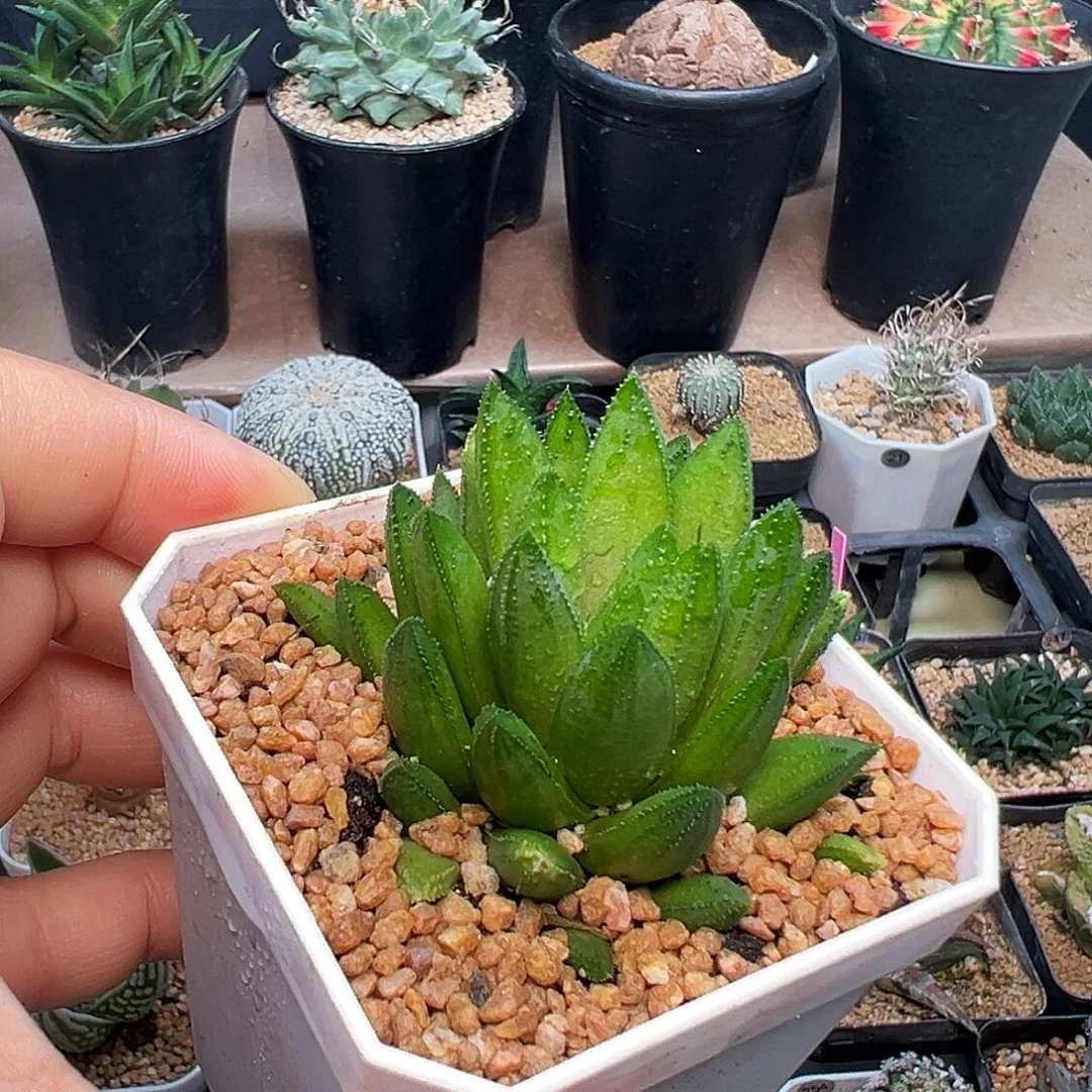 齿鲸稀有品种硬叶十二