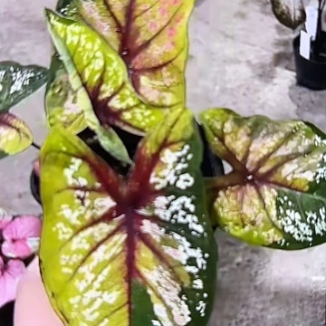 129-0303野蜂飞舞彩叶芋泰国发货