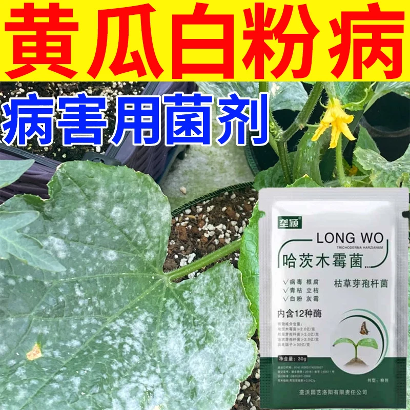 黄瓜白粉病专用微生物菌剂叶片出现白色斑点快速脱粉灰霉病用肥料