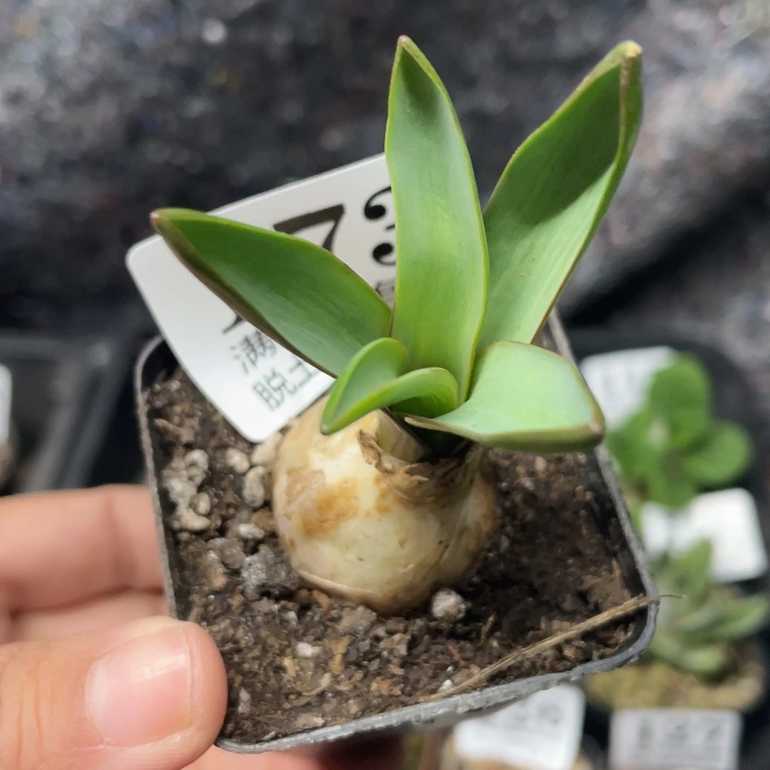 173葡萄风信子（满18包邮）