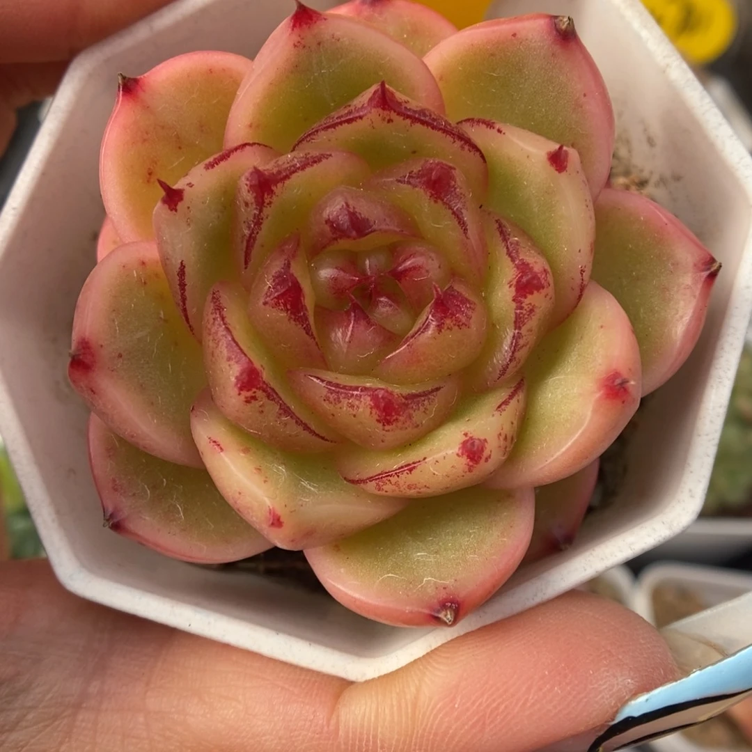 晶晶珍妮可拍307号。