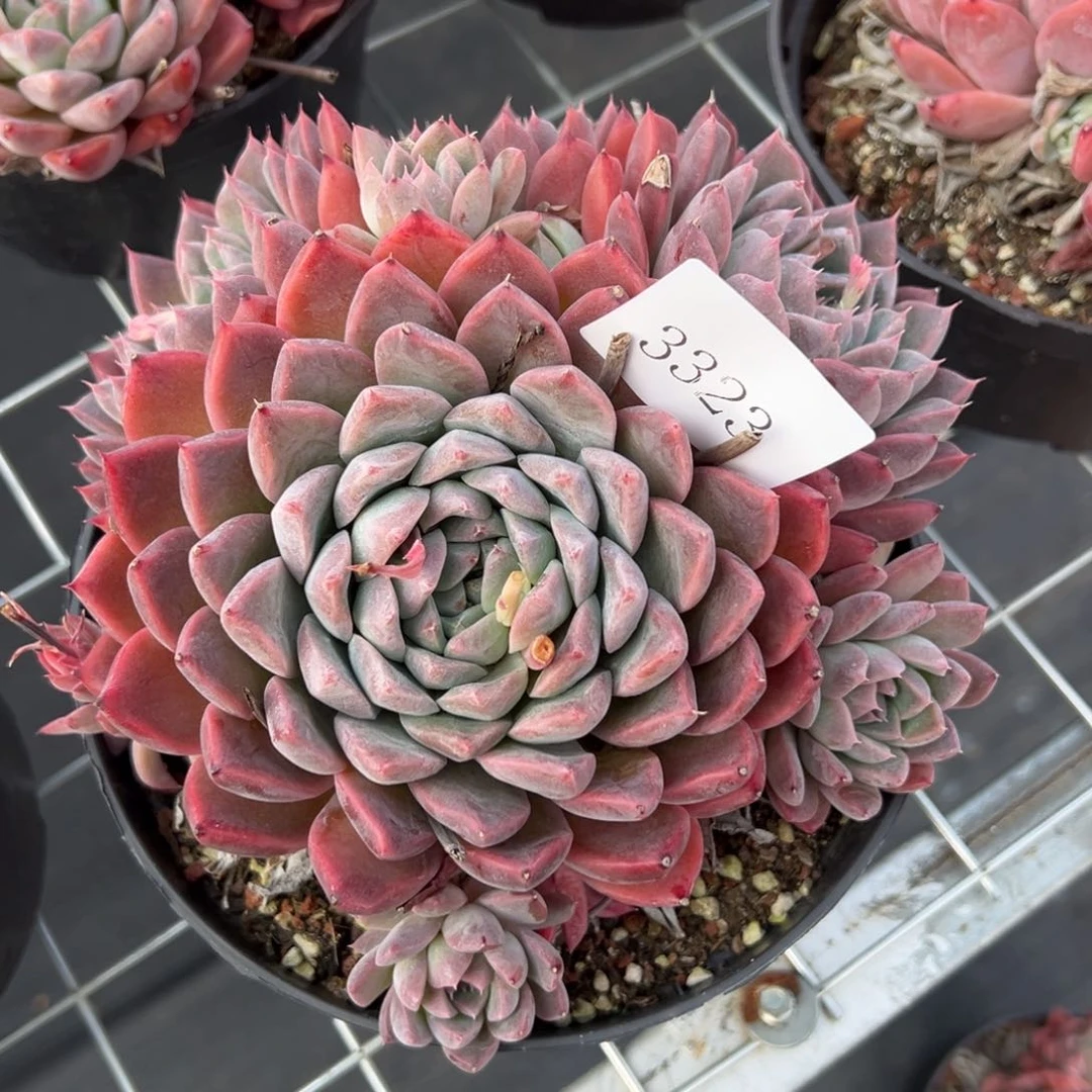 浅**璃3323多肉多多多多多