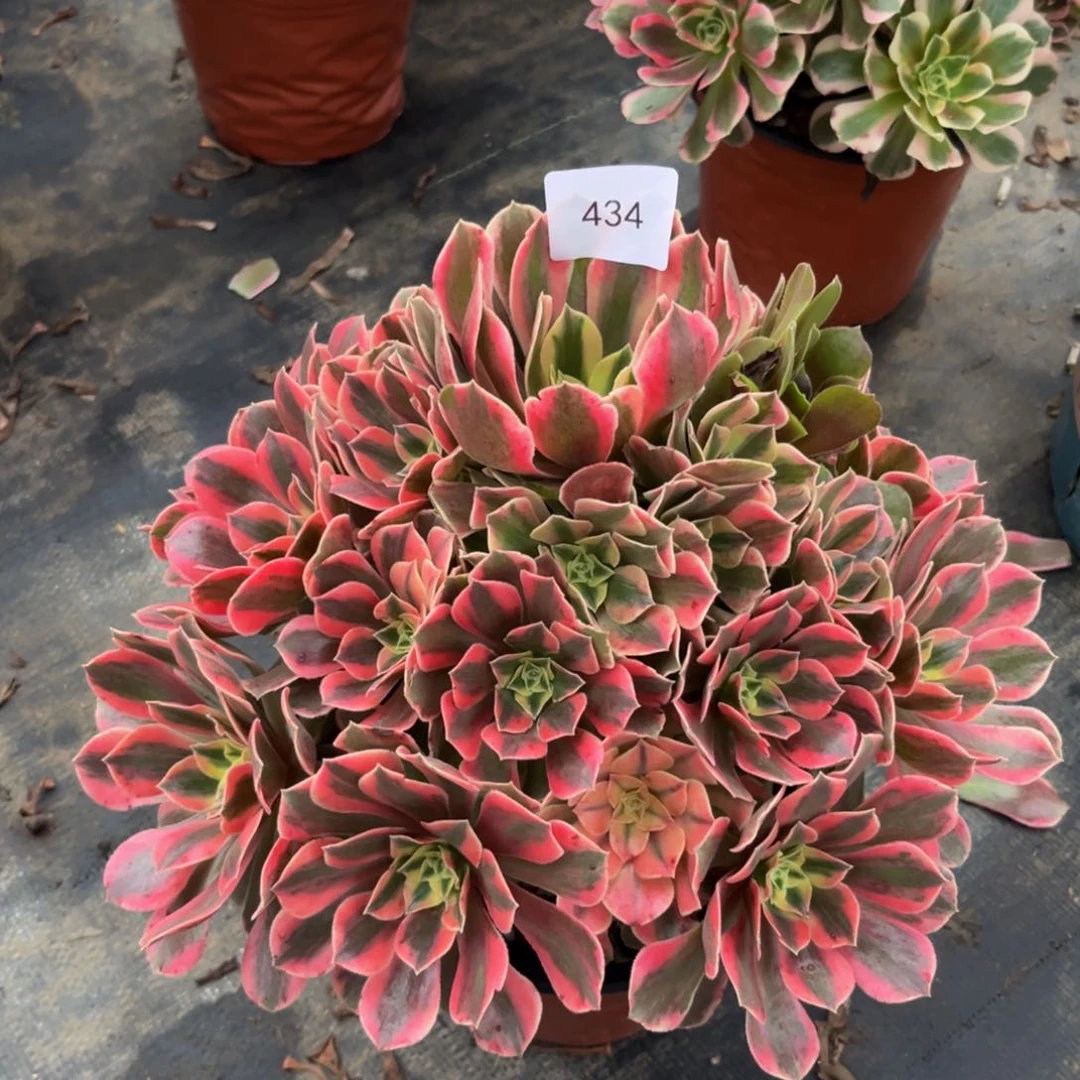 434红红胭脂法师多肉