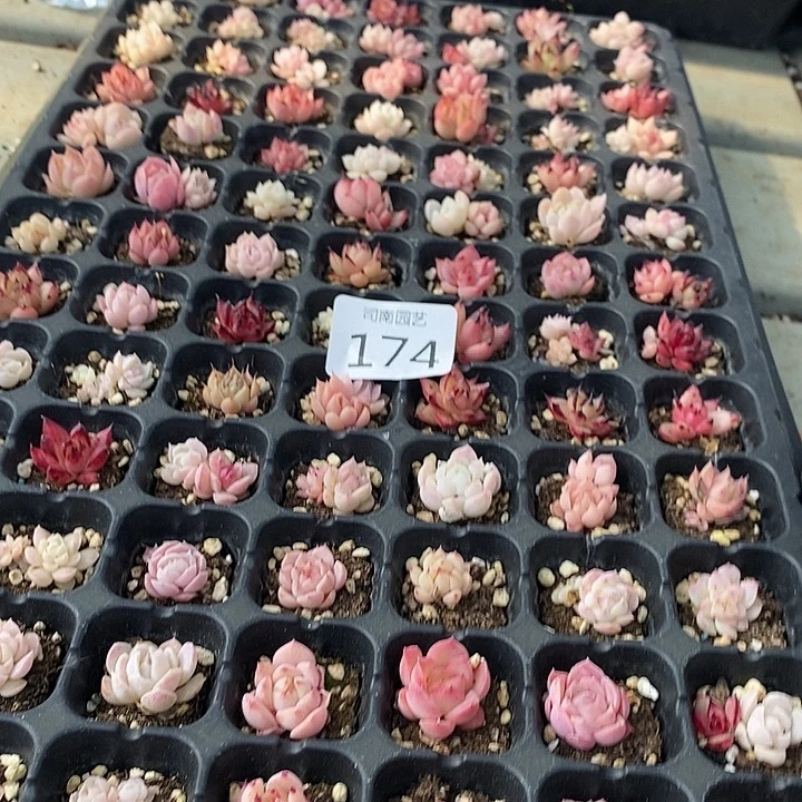 174 多肉植物盆栽花卉