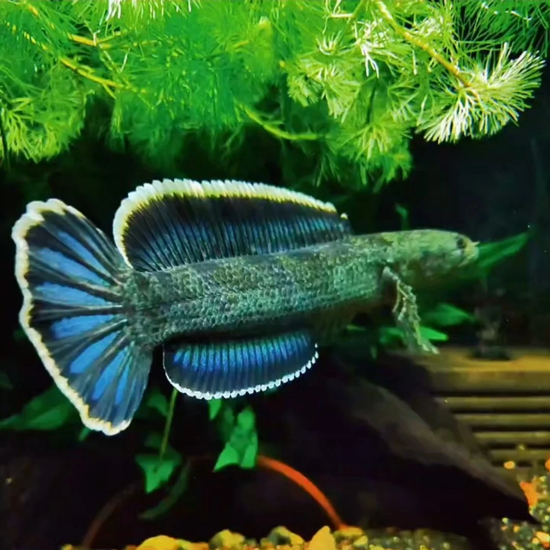 直播间雷龙鱼通用钴蓝喜马雷龙等