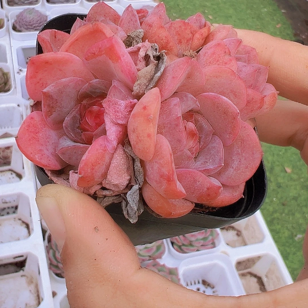 5头草莓果酱19包邮