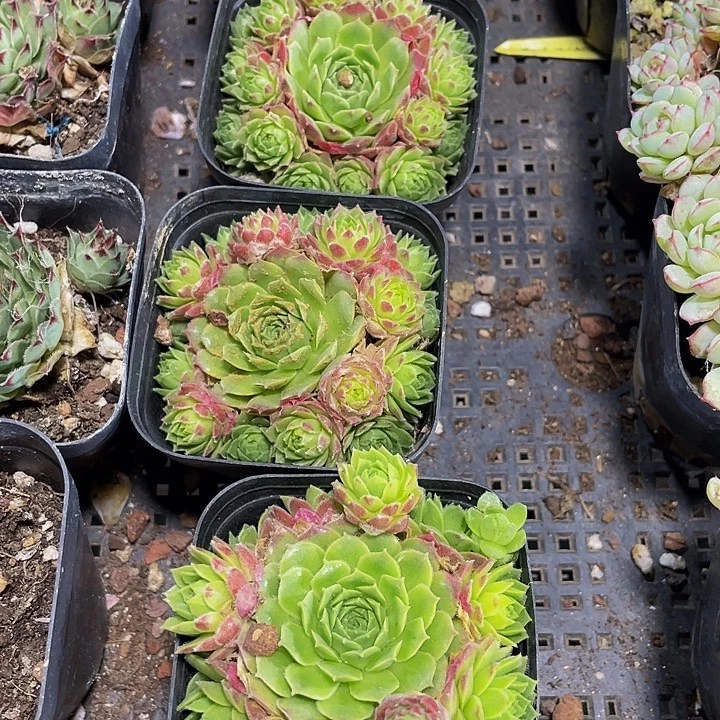 爱德华球带盆土发货