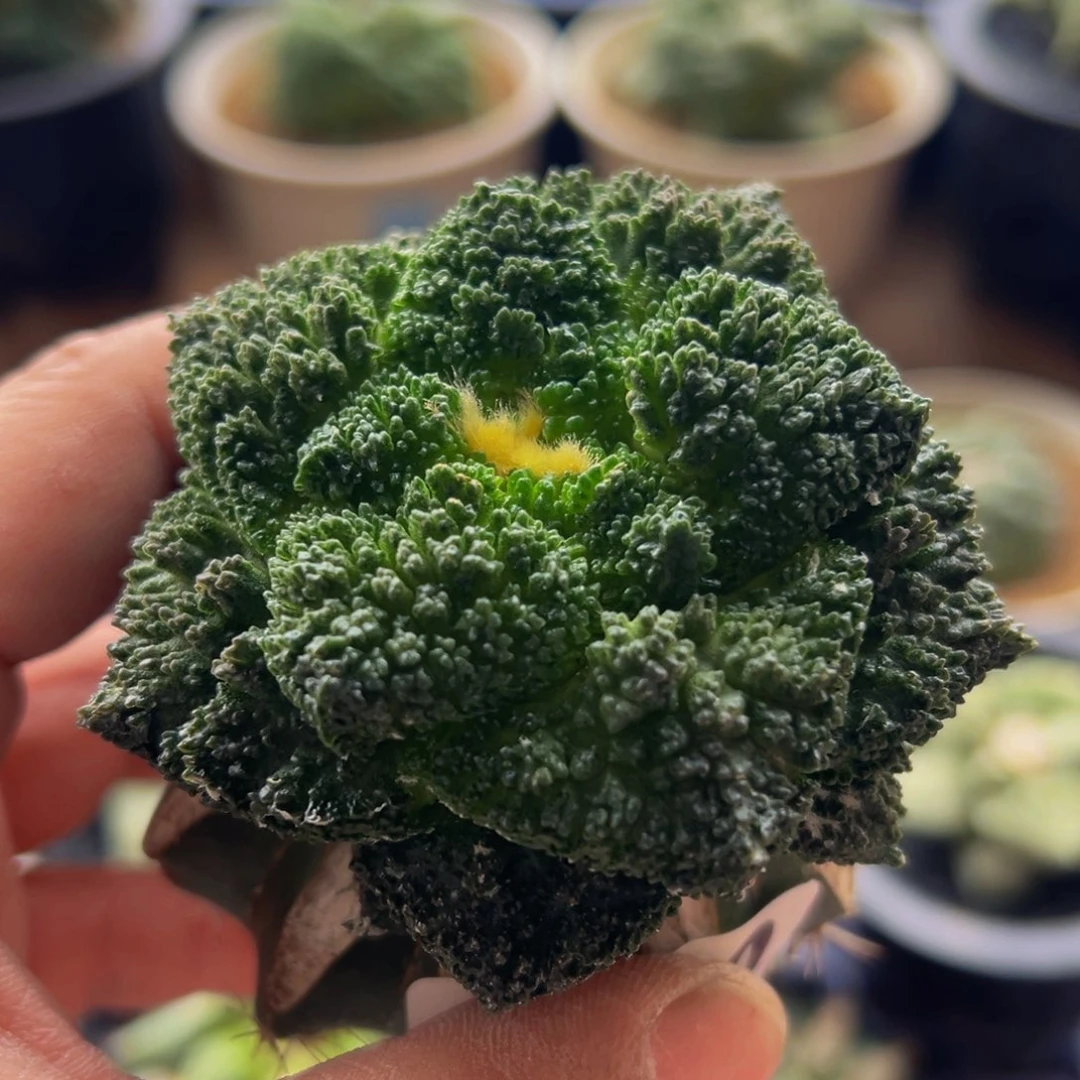 无花朵160大尤菜花牡丹7.3cmmm