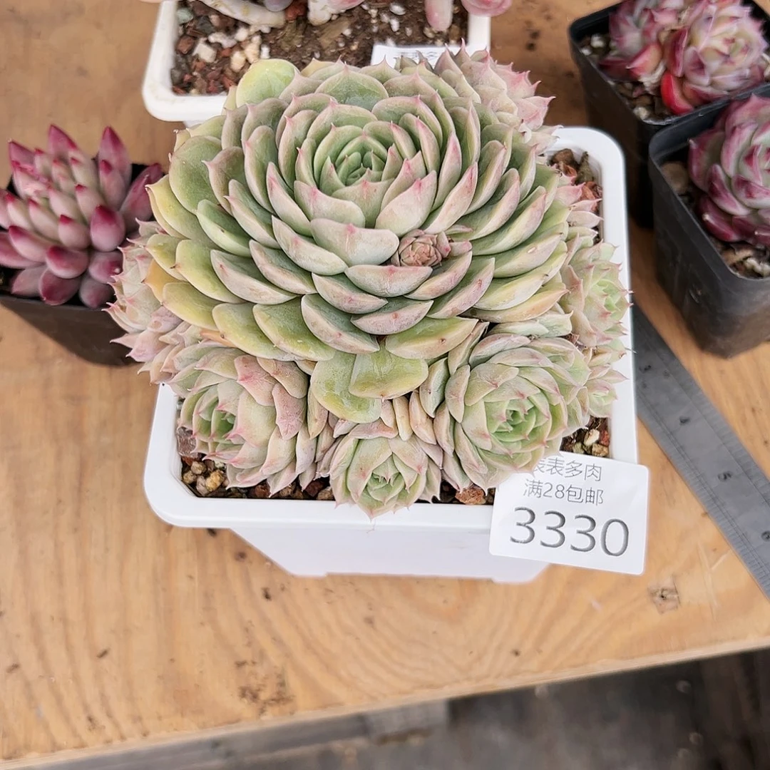 9号三**畔我们的确是一3330