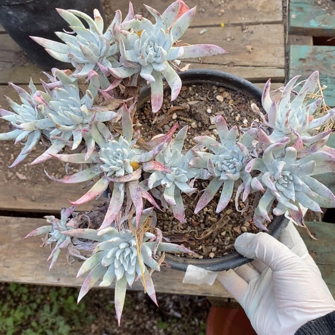 132号流丹杂白菊瑕疵瑕疵