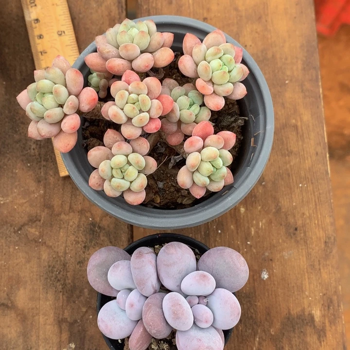 精控多肉一物一拍