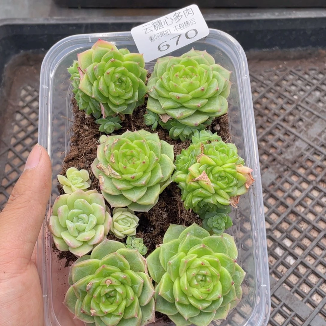 云糖心多肉植物670
