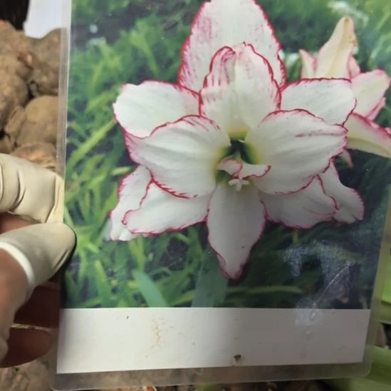 当前无花栽培后可以开花索菲亚5厘米裸根球