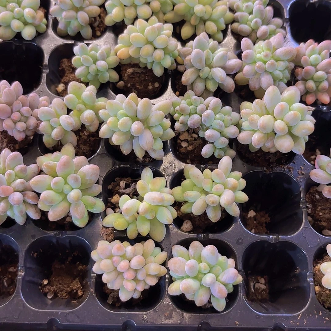 手指奶朵朵缀一颗量拍