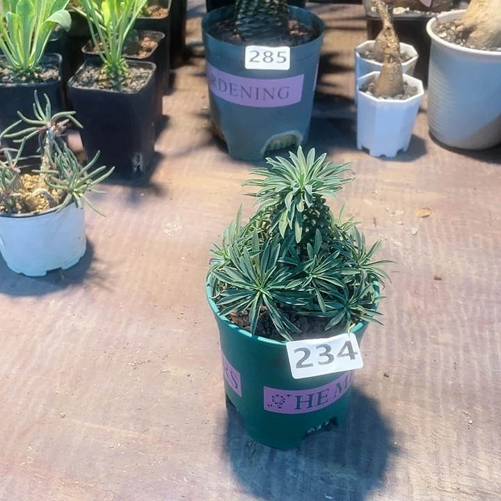 234铁甲起来大戟，
