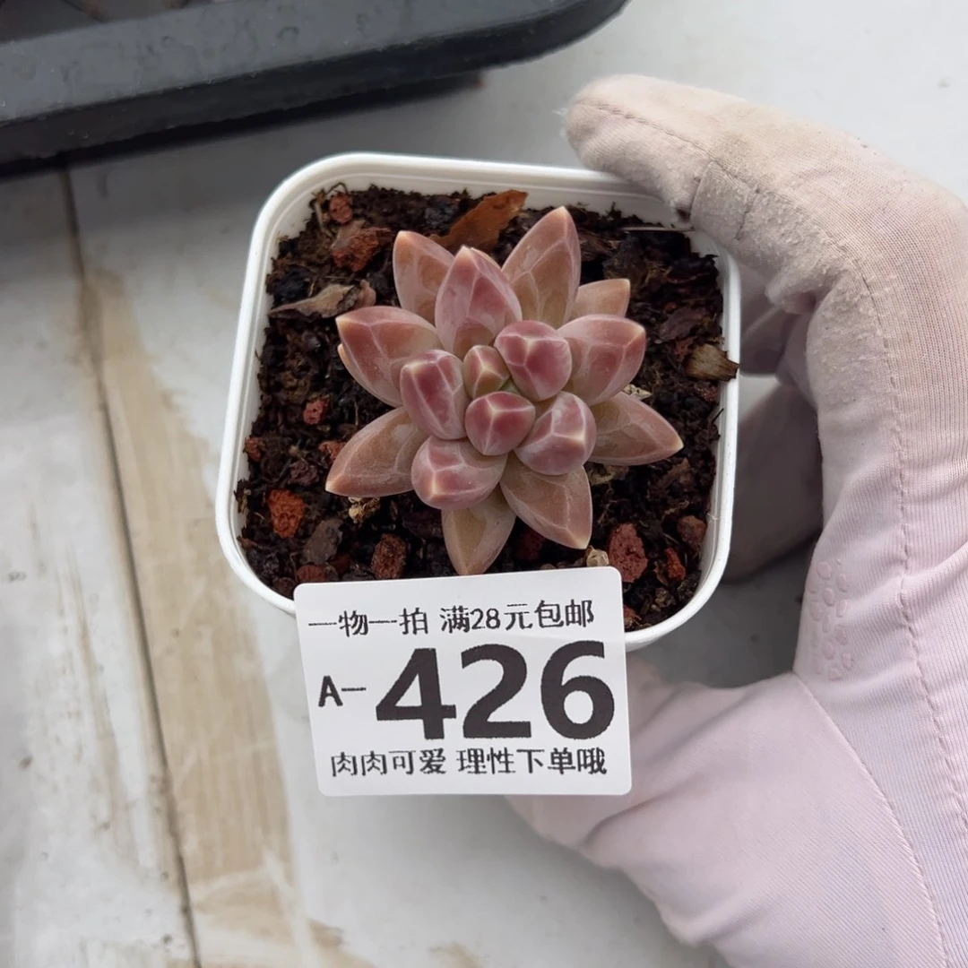 乌拉克拉多肉多肉，