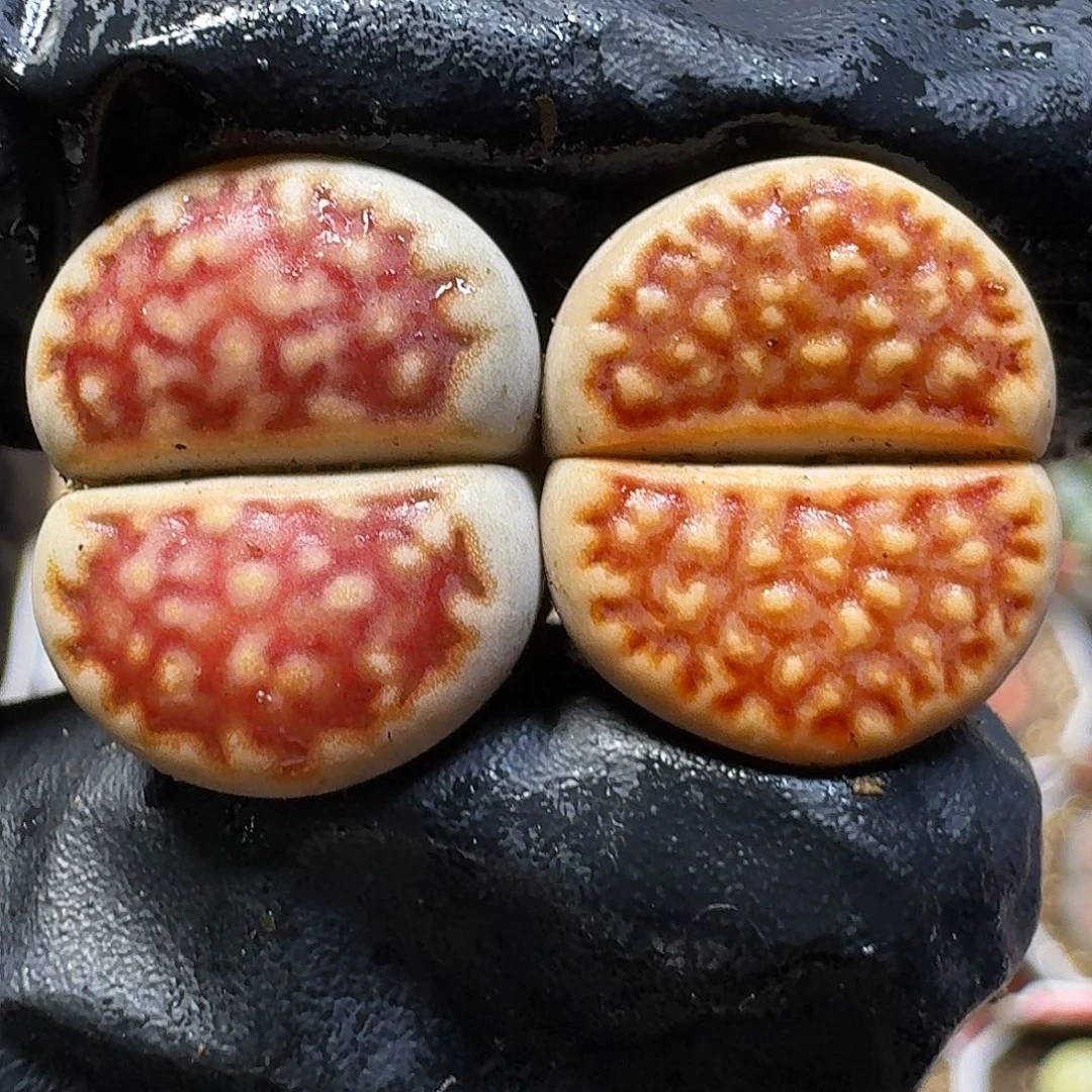 生石花111111。   200