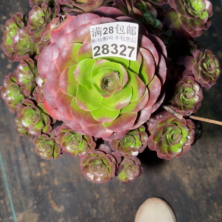 28327南魅金玫瑰不包断枝