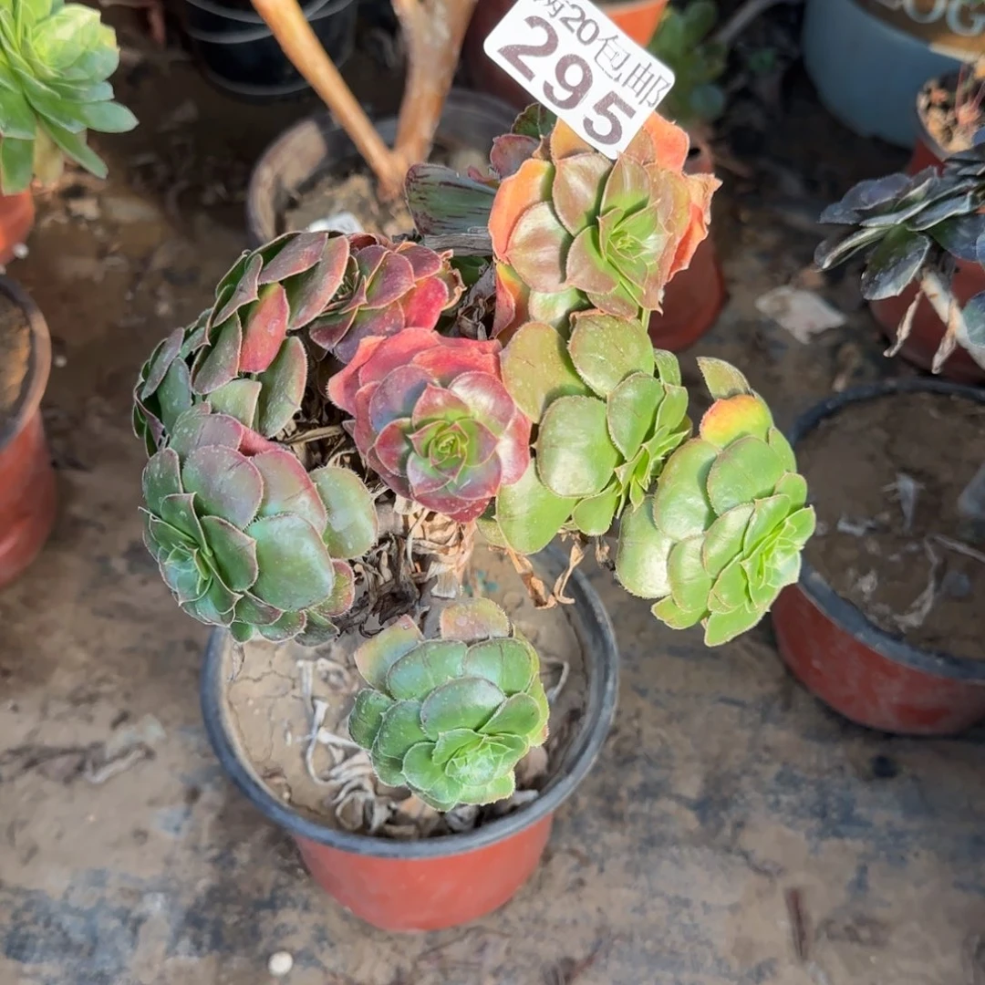 金缕295满20包邮断枝不包