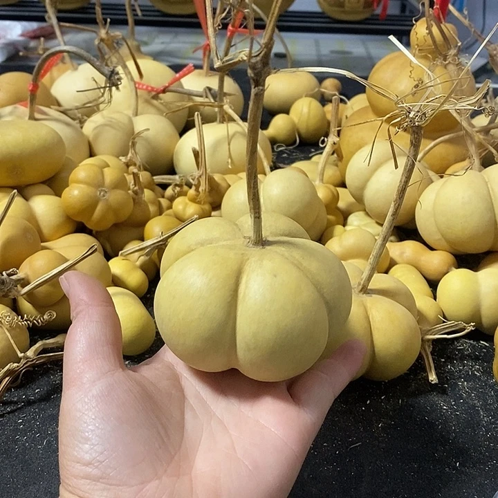 韩****?葫芦的颜色很好看