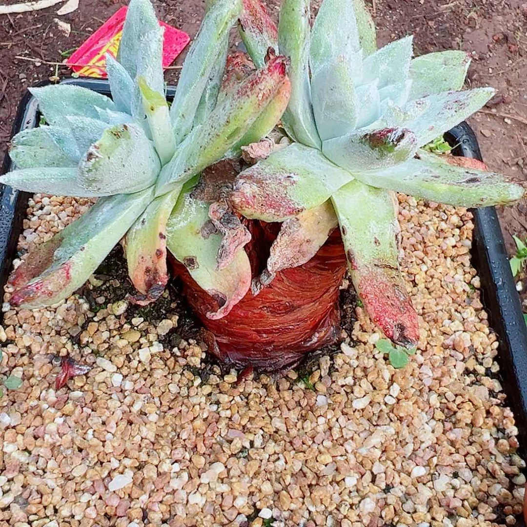 7521苹果雪山仙女杯