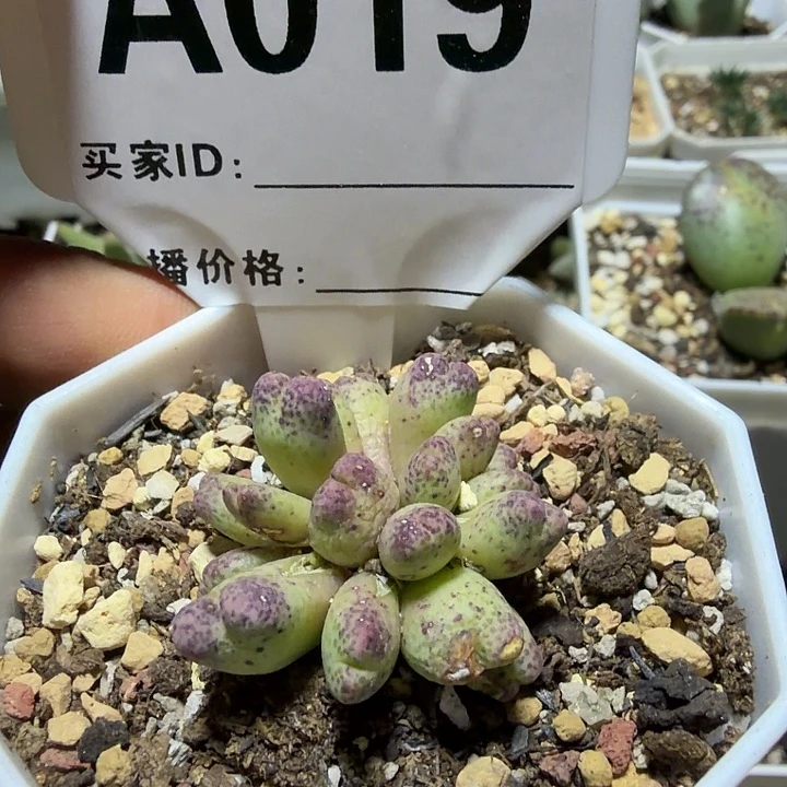 019。多肉植物的生长发育