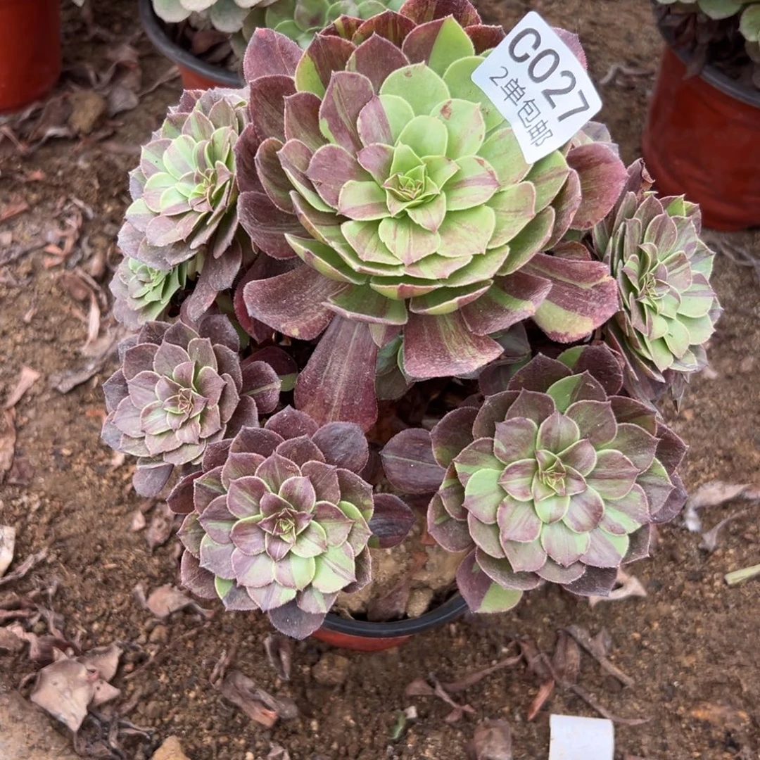 027多肉  花月夜不包断头